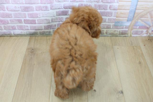 福島県のトイプードル(トイ) (Coo&RIKU会津若松店/2025年6月3日生まれ/女の子/レッド)の子犬の4枚目の画像