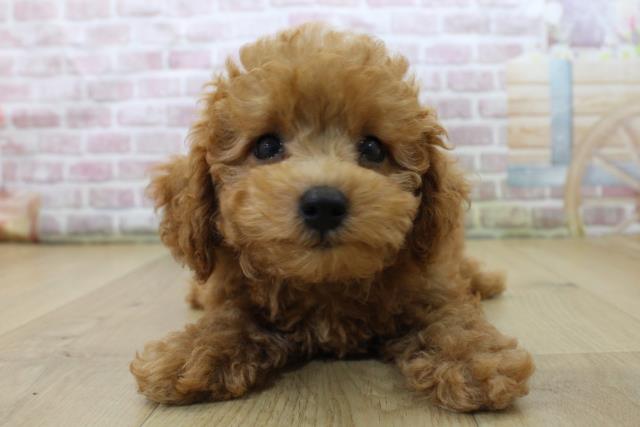 福島県のトイプードル(トイ) (Coo&RIKUいわき店/2025年6月3日生まれ/女の子/レッド)の子犬の1枚目の画像