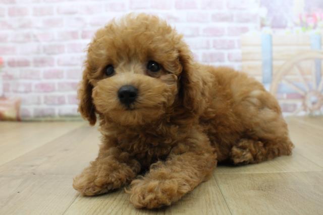 福島県のトイプードル(トイ) (Coo&RIKUいわき店/2025年6月3日生まれ/女の子/レッド)の子犬の2枚目の画像