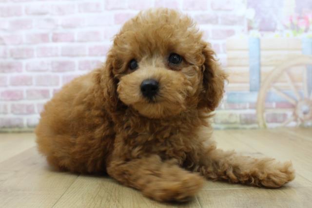 福島県のトイプードル(トイ) (Coo&RIKUいわき店/2025年6月3日生まれ/女の子/レッド)の子犬の3枚目の画像