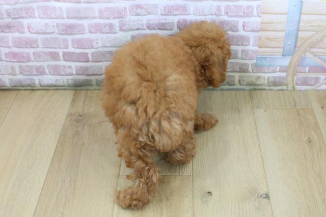 福島県のトイプードル(トイ) (Coo&RIKUいわき店/2025年6月3日生まれ/女の子/レッド)の子犬の4枚目の画像