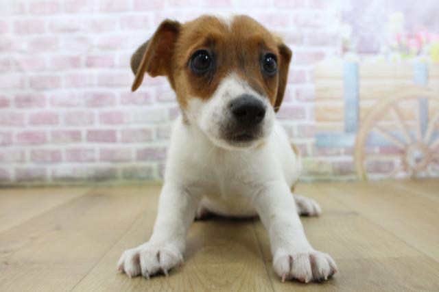 宮城県のジャックラッセルテリア (Coo&RIKU石巻店/2025年6月4日生まれ/女の子/ホワイトタン)の子犬