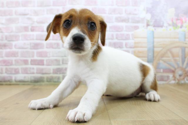 宮城県のジャックラッセルテリア (Coo&RIKU石巻店/2025年6月4日生まれ/女の子/ホワイトタン)の子犬の2枚目の画像