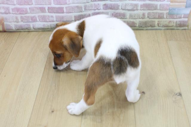 宮城県のジャックラッセルテリア (Coo&RIKU石巻店/2025年6月4日生まれ/女の子/ホワイトタン)の子犬の4枚目の画像