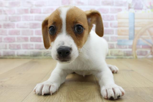 岩手県のジャックラッセルテリア (Coo&RIKU一関店/2025年6月4日生まれ/女の子/ホワイトタン)の子犬の1枚目の画像