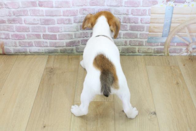 岩手県のジャックラッセルテリア (Coo&RIKU一関店/2025年6月4日生まれ/女の子/ホワイトタン)の子犬の4枚目の画像