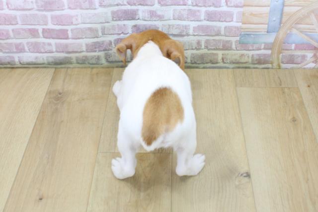 青森県のジャックラッセルテリア (Coo&RIKU八戸店/2025年6月4日生まれ/女の子/ホワイトタン)の子犬の4枚目の画像