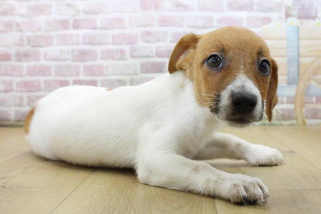 青森県のジャックラッセルテリア (Coo&RIKU弘前店/2025年6月4日生まれ/女の子/ホワイトタン)の子犬の3枚目の画像