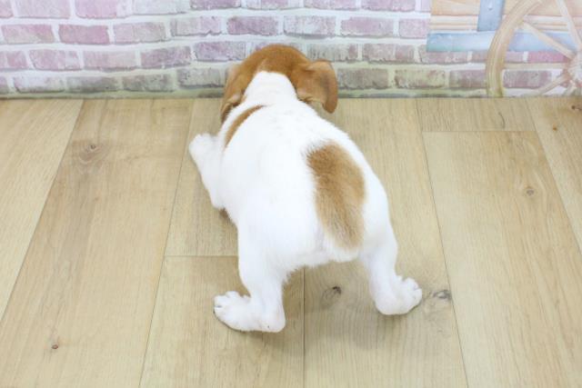 青森県のジャックラッセルテリア (Coo&RIKU弘前店/2025年6月4日生まれ/女の子/ホワイトタン)の子犬の4枚目の画像