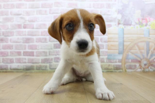 青森県のジャックラッセルテリア (Coo&RIKU青森店/2025年6月4日生まれ/女の子/ホワイトタン)の子犬の1枚目の画像