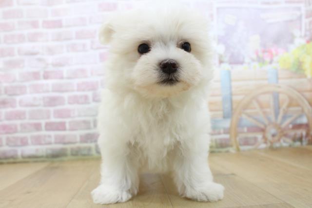 岩手県のマルチーズ (Coo&RIKU一関店/2025年6月5日生まれ/男の子/ホワイト)の子犬の1枚目の画像