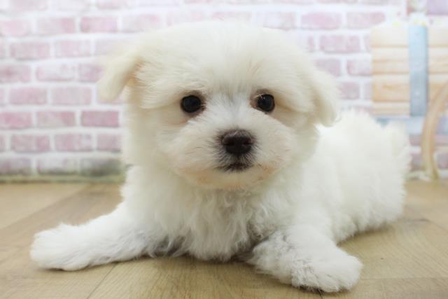 岩手県のマルチーズ (Coo&RIKU一関店/2025年6月5日生まれ/男の子/ホワイト)の子犬の2枚目の画像