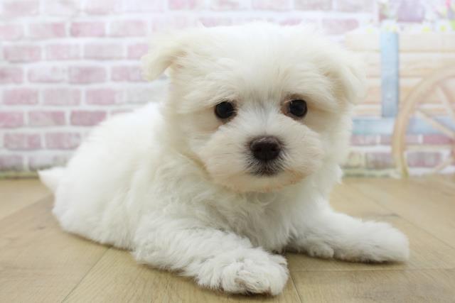 岩手県のマルチーズ (Coo&RIKU一関店/2025年6月5日生まれ/男の子/ホワイト)の子犬の3枚目の画像