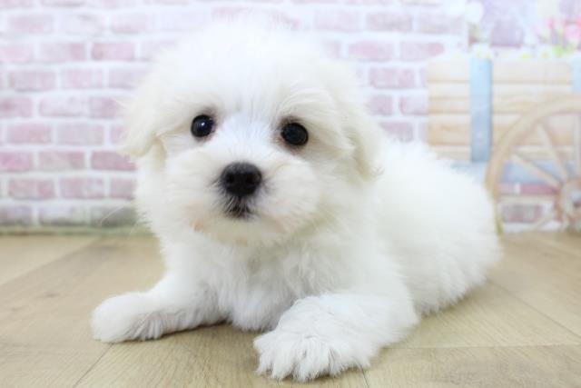 青森県のマルチーズ (Coo&RIKU八戸店/2025年6月5日生まれ/男の子/ホワイト)の子犬の2枚目の画像
