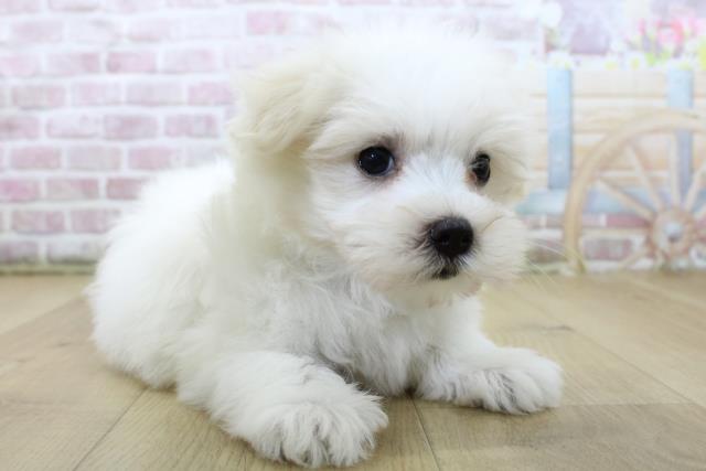 青森県のマルチーズ (Coo&RIKU八戸店/2025年6月5日生まれ/男の子/ホワイト)の子犬の3枚目の画像