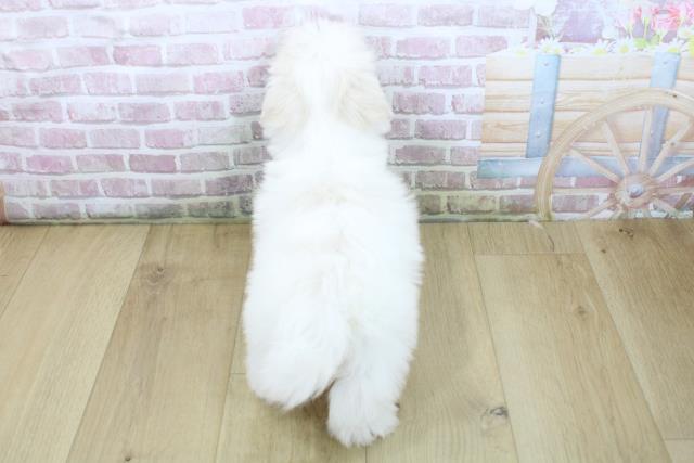 青森県のマルチーズ (Coo&RIKU八戸店/2025年6月5日生まれ/男の子/ホワイト)の子犬の4枚目の画像