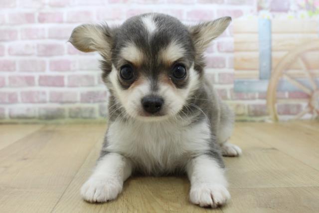 栃木県のチワワ(ロング) (Coo&RIKU宇都宮店/2025年6月5日生まれ/男の子/ブルータンホワイト)の子犬の1枚目の画像