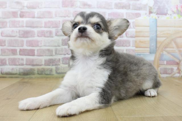 栃木県のチワワ(ロング) (Coo&RIKU宇都宮店/2025年6月5日生まれ/男の子/ブルータンホワイト)の子犬の2枚目の画像