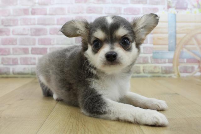 栃木県のチワワ(ロング) (Coo&RIKU宇都宮店/2025年6月5日生まれ/男の子/ブルータンホワイト)の子犬の3枚目の画像