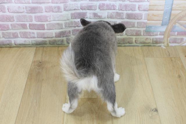 栃木県のチワワ(ロング) (Coo&RIKU宇都宮店/2025年6月5日生まれ/男の子/ブルータンホワイト)の子犬の4枚目の画像