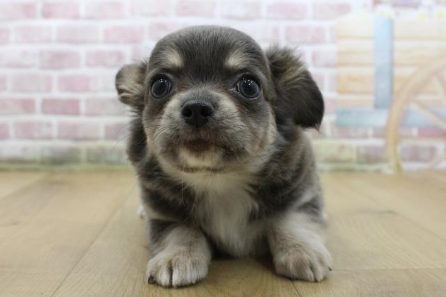 青森県のチワワ(ロング) (Coo&RIKU八戸店/2025年6月5日生まれ/女の子/ブルータンホワイト)の子犬の1枚目の画像