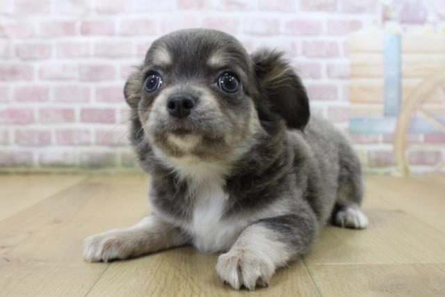 青森県のチワワ(ロング) (Coo&RIKU八戸店/2025年6月5日生まれ/女の子/ブルータンホワイト)の子犬の2枚目の画像