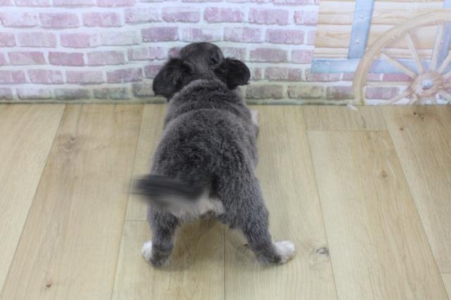 青森県のチワワ(ロング) (Coo&RIKU八戸店/2025年6月5日生まれ/女の子/ブルータンホワイト)の子犬の4枚目の画像