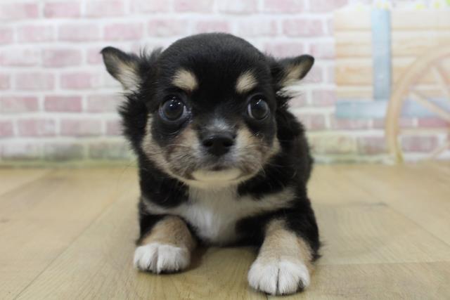 茨城県のチワワ(ロング) (Coo&RIKU水戸店/2025年6月5日生まれ/女の子/ブラックタンホワイト)の子犬