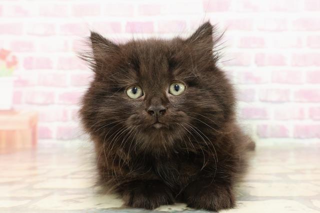 神奈川県のミヌエット (Coo&RIKU長津田店/2025年6月3日生まれ/女の子/ブラック)の子猫