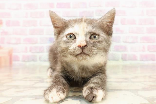埼玉県のスコティッシュフォールド (Coo&RIKU岩槻店/2025年6月4日生まれ/女の子/トーティー)の子猫の1枚目の画像