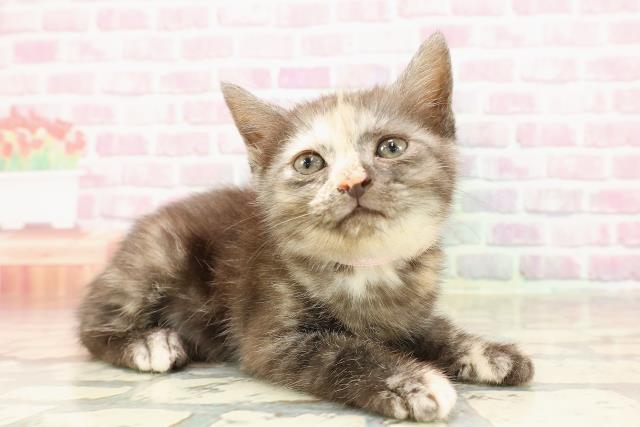 埼玉県のスコティッシュフォールド (Coo&RIKU岩槻店/2025年6月4日生まれ/女の子/トーティー)の子猫の3枚目の画像