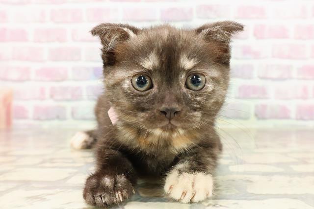 埼玉県のスコティッシュフォールド (Coo&RIKU所沢店/2025年6月4日生まれ/女の子/トーティー)の子猫