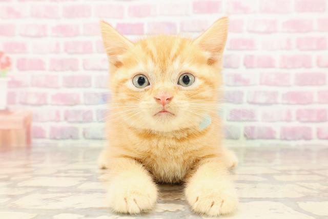 群馬県のマンチカン (Coo&RIKU伊勢崎店/2025年6月5日生まれ/男の子/レッドタビー)の子猫の1枚目の画像