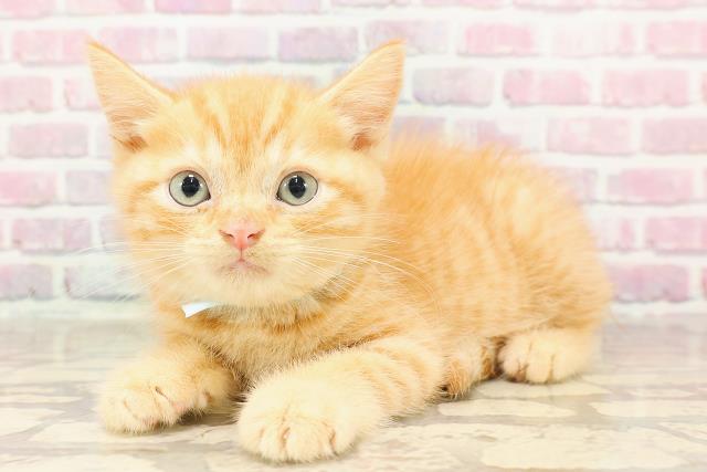 群馬県のマンチカン (Coo&RIKU伊勢崎店/2025年6月5日生まれ/男の子/レッドタビー)の子猫の2枚目の画像
