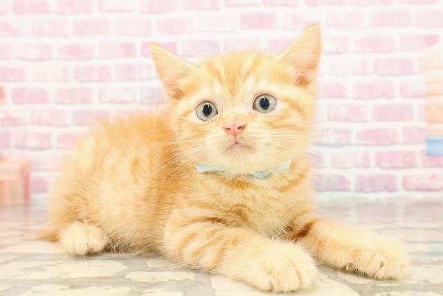 群馬県のマンチカン (Coo&RIKU伊勢崎店/2025年6月5日生まれ/男の子/レッドタビー)の子猫の3枚目の画像