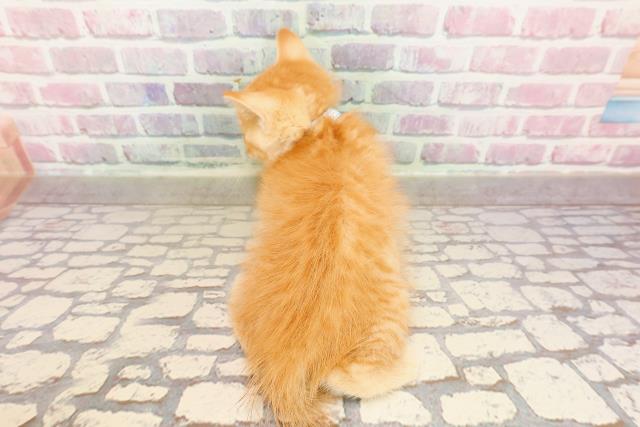群馬県のマンチカン (Coo&RIKU伊勢崎店/2025年6月5日生まれ/男の子/レッドタビー)の子猫の4枚目の画像