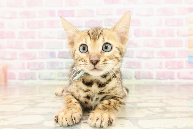 埼玉県のベンガル (Coo&RIKU岩槻店/2025年6月6日生まれ/男の子/ブラウンスポットタビー)の子猫