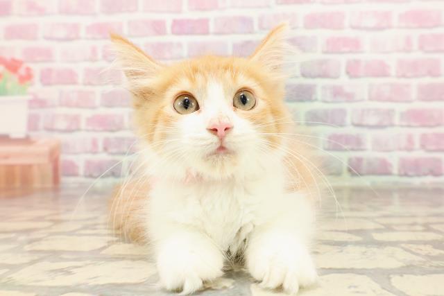 神奈川県のメインクーン (Coo&RIKU長津田店/2025年5月17日生まれ/男の子/レッドタビー)の子猫