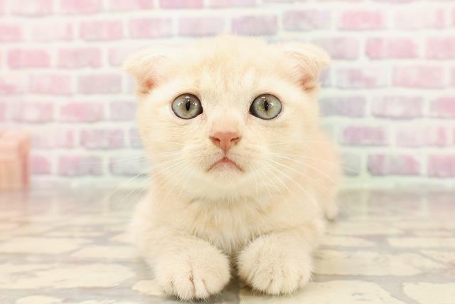 沖縄県のスコティッシュフォールド (Coo&RIKUイーアス沖縄豊崎店/2025年6月8日生まれ/男の子/クリームタビー)の子猫の1枚目の画像