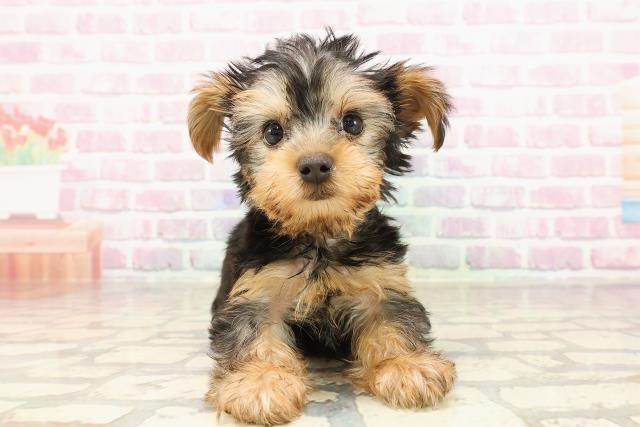新潟県のヨークシャーテリア (Coo&RIKU長岡店/2025年6月2日生まれ/女の子/スチールブルータン)の子犬の1枚目の画像