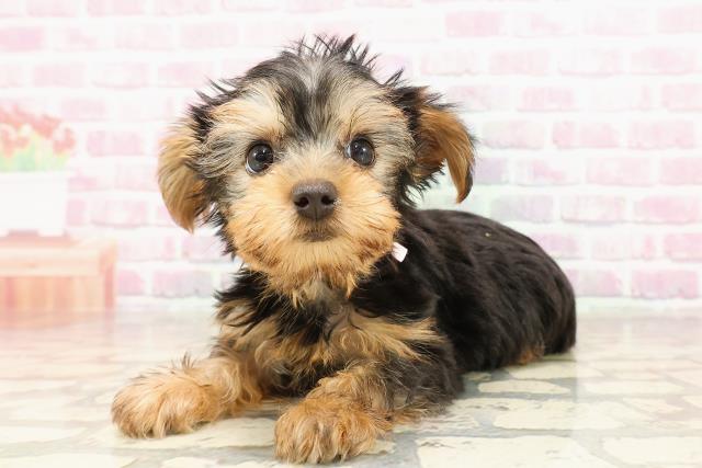新潟県のヨークシャーテリア (Coo&RIKU長岡店/2025年6月2日生まれ/女の子/スチールブルータン)の子犬の2枚目の画像
