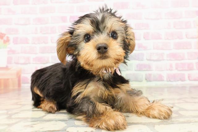 新潟県のヨークシャーテリア (Coo&RIKU長岡店/2025年6月2日生まれ/女の子/スチールブルータン)の子犬の3枚目の画像