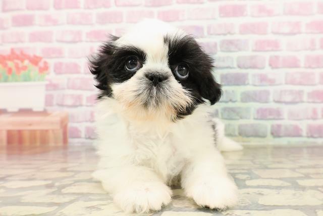 長野県のシーズー (Coo&RIKU綿半諏訪店/2025年6月8日生まれ/女の子/ホワイトブラック)の子犬