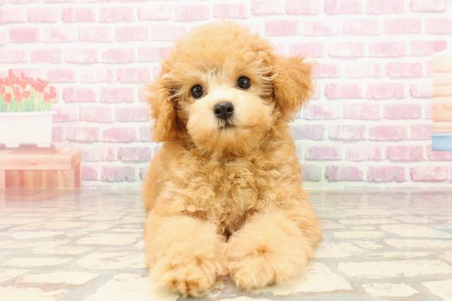 茨城県のトイプードル(トイ) (Coo&RIKU牛久店/2025年5月12日生まれ/女の子/アプリコット)の子犬