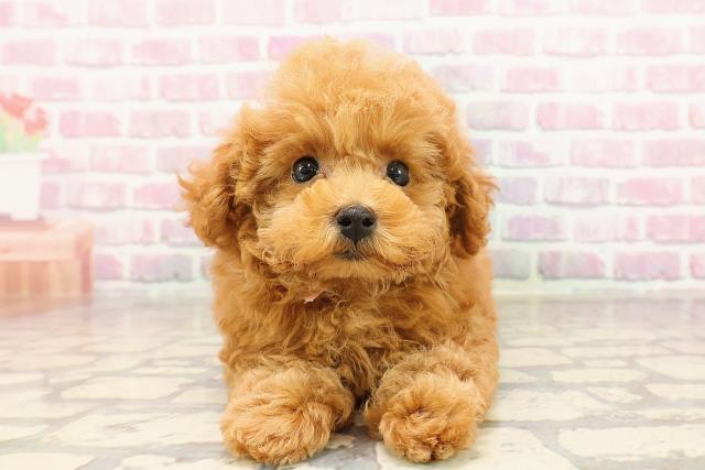 茨城県のトイプードル(トイ) (Coo&RIKU石岡店/2025年6月2日生まれ/女の子/レッド)の子犬の1枚目の画像