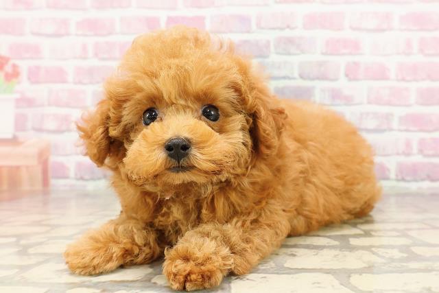 茨城県のトイプードル(トイ) (Coo&RIKU石岡店/2025年6月2日生まれ/女の子/レッド)の子犬の2枚目の画像