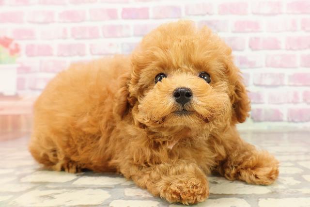 茨城県のトイプードル(トイ) (Coo&RIKU石岡店/2025年6月2日生まれ/女の子/レッド)の子犬の3枚目の画像