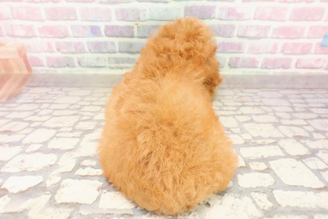 茨城県のトイプードル(トイ) (Coo&RIKU石岡店/2025年6月2日生まれ/女の子/レッド)の子犬の4枚目の画像