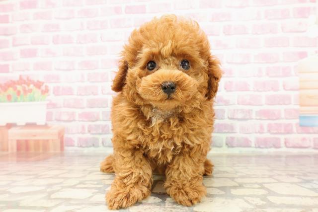 群馬県のトイプードル(トイ) (Coo&RIKUDCM館林店/2025年6月2日生まれ/女の子/レッド)の子犬