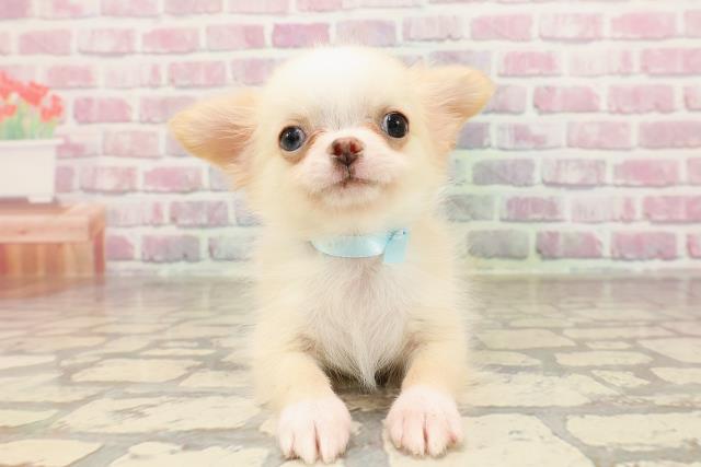 北海道のチワワ(ロング) (Coo&RIKU函館店/2025年6月3日生まれ/男の子/クリームホワイト)の子犬の1枚目の画像